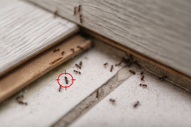 Trusted Pittsburg, KS Pest Control Experts