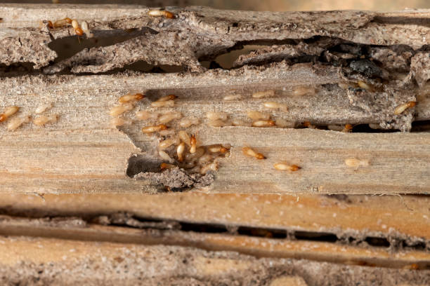 Best Bed Bug Extermination  in Pittsburg, KS